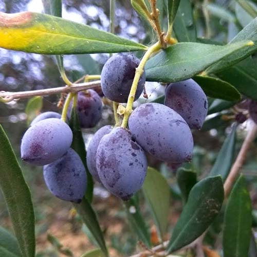 Măslin Koroneiki articol fotografie 1 Măslin Koroneiki imagine 1 articol 4289