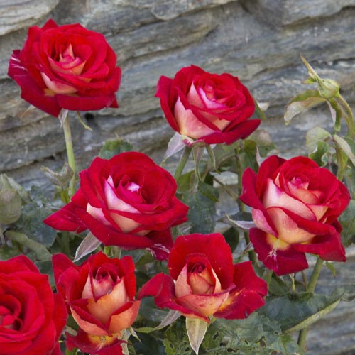 Trandafir teahibrid Bicolette, root ball imagine 3 articol 2106