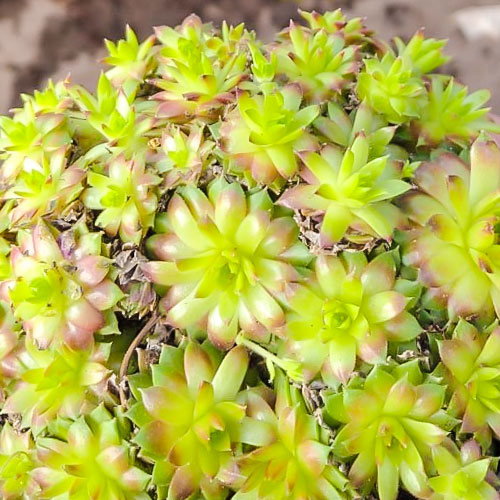 Sempervivum (Urechelniță) Cameleon imagine 1 articol 01377