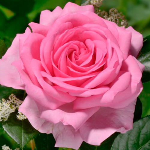 Trandafir teahibrid Ghitta imagine 1 articol 3662