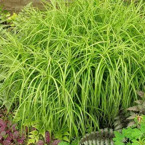 Rogoz (Carex) imagine 1 articol 01389