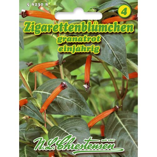 Planta țigaretă (Cuphea ignea) Garnet Red imagine 1 articol 96412