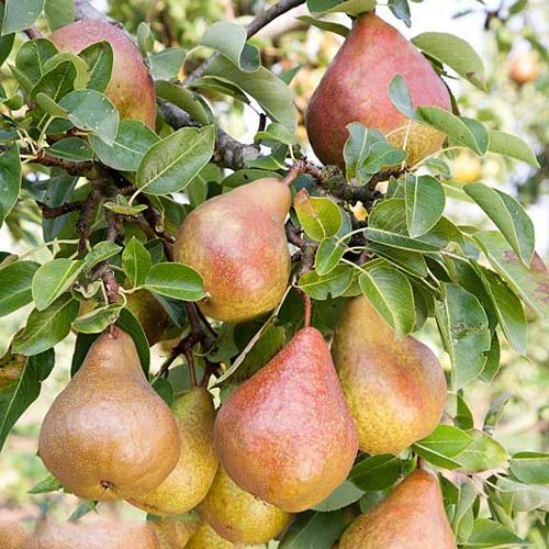 Păr Krystalia imagine 1 articol 7951