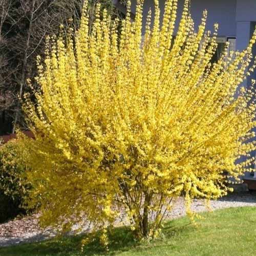 Forsythia Mini Gold imagine 1 articol 9105