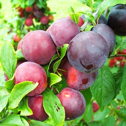 Piersic Red Haven articol fotografie 1 Piersic Red Haven imagine 1 articol 4301