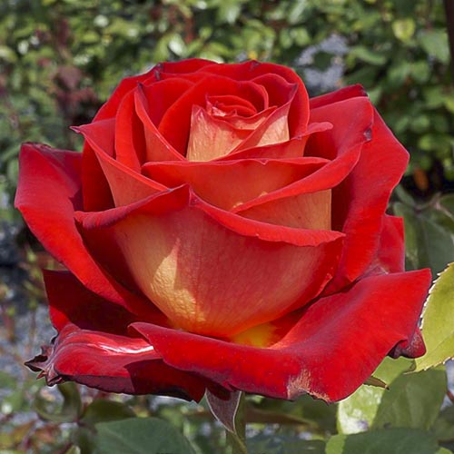 Trandafir teahibrid Bicolette, root ball imagine 1 articol 2106