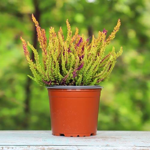 Calluna (Iarba neagra) Golden Angie imagine 1 articol 5426