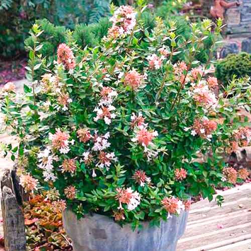 Abelia Autumn Festival imagine 1 articol 5580