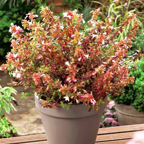 Abelia Grandiflora Sunshine Daydream articol fotografie 1 Abelia Grandiflora Sunshine Daydream imagine 1 articol 73000