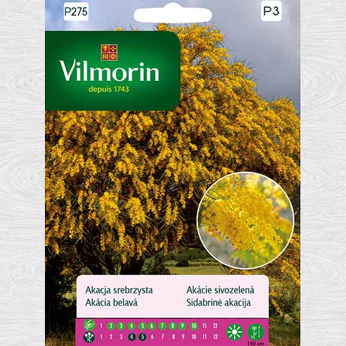Acacia dealbata (Vilmorin) imagine 1 articol 69751