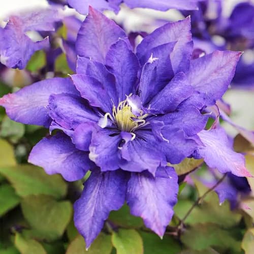 Clematis Daniel Deronda articol fotografie 1 Clematis Daniel Deronda imagine 1 articol 1553