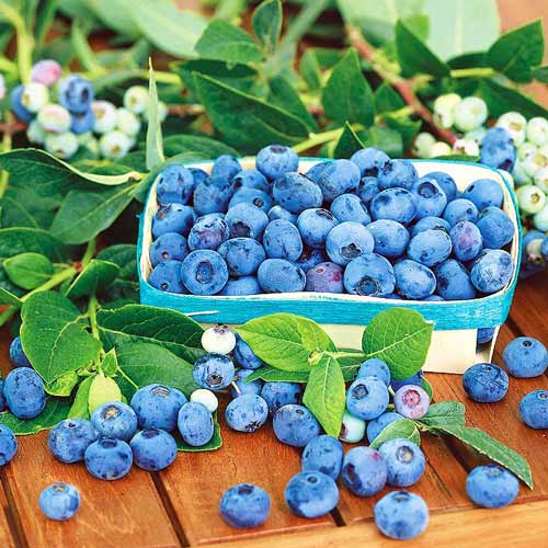 Afin Blue Star imagine 1 articol 9269