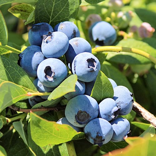 Afin Bluegold, P9 imagine 1 articol 9323