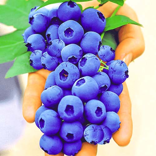 Afin Sunt Blue Giant imagine 1 articol 9218