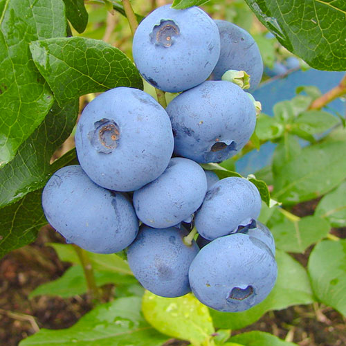 Afin Bonus imagine 1 articol 9325