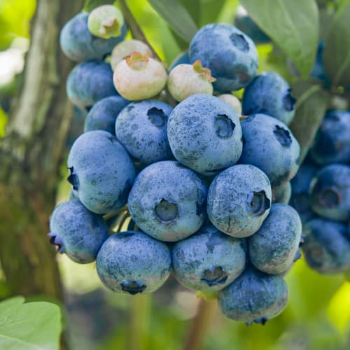 Afin Colibri, P9 imagine 1 articol 1579