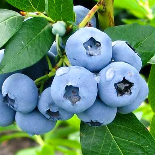 Afin Collins imagine 1 articol 9294