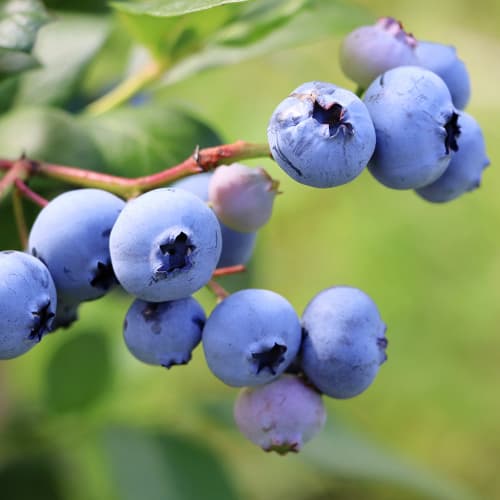 Afin Early Blue, P9 imagine 1 articol 9301