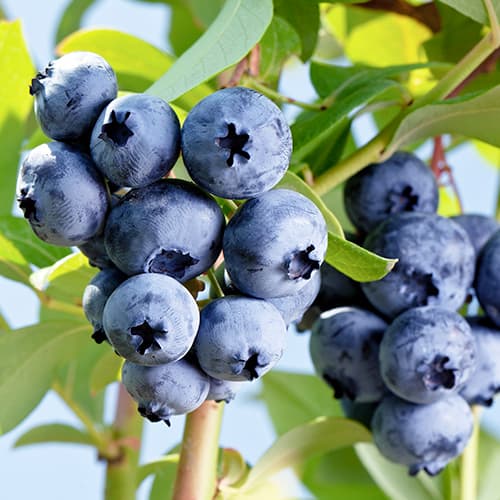 Afin Elizabeth, P9 articol fotografie 1 Afin Elizabeth, P9 imagine 1 articol 9300