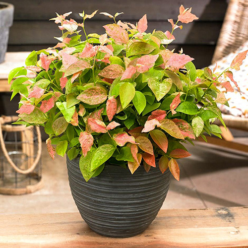 Afin Flamingo imagine 1 articol 4018