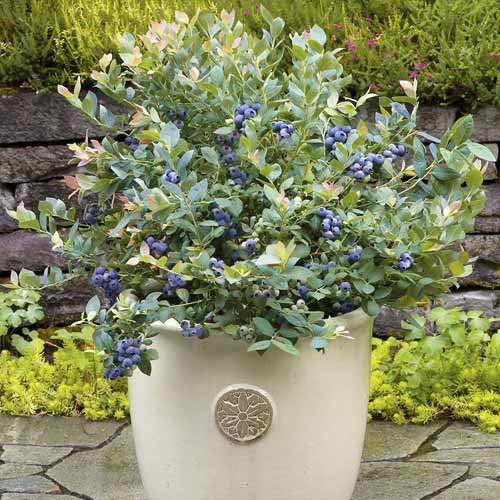 Afin Goldtraube, C6 imagine 1 articol 7715