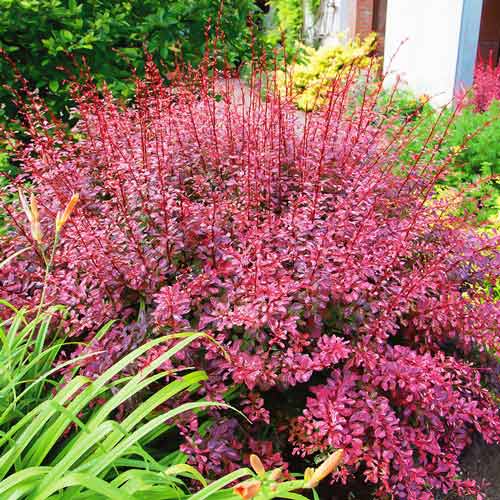 Dracila japoneză Rosy Rocket imagine 1 articol 4412