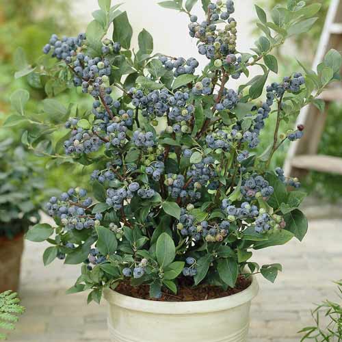 Afin Northland, C7 imagine 1 articol 7716