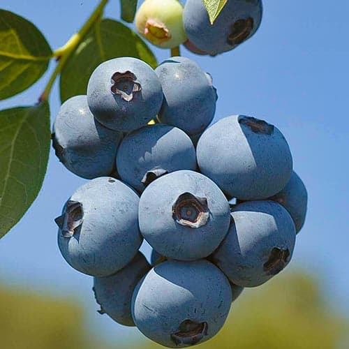 Afin Polaris imagine 1 articol 4692