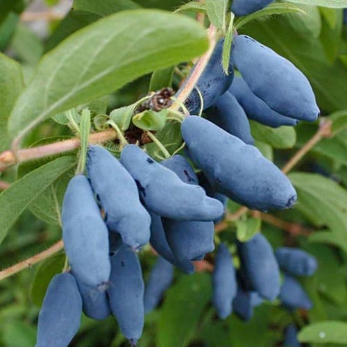 Afin siberian (Boabă de miere) Doch Velikana imagine 1 articol 4697