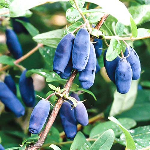 Afin siberian (Boaba de miere) Sibirica imagine 1 articol 9272