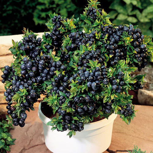 Afin Top Hat, P9 imagine 1 articol 9243