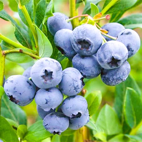 Afin Blueberry imagine 1 articol 9213