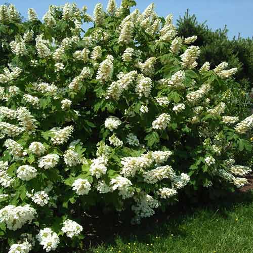 Hortensia quercifolia Ice Crystal articol fotografie 1 Hortensia quercifolia Ice Crystal imagine 1 articol 4455