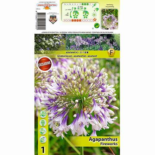Crin african (Agapanthus) Fireworks imagine 1 articol 70322