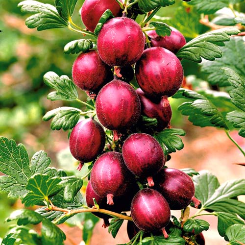 Agriș Gigant imagine 1 articol 6510