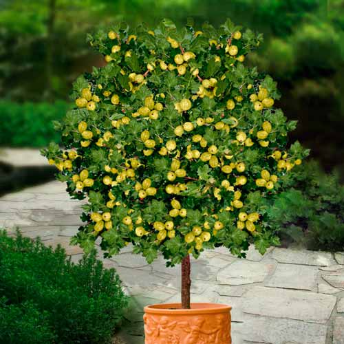 Agriș verde pe tulpină Hinnonmaki Green imagine 1 articol 8127