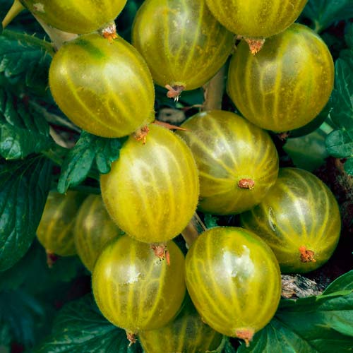 Agriș verde pe tulpină Hinnonmaki Green imagine 2 articol 8127