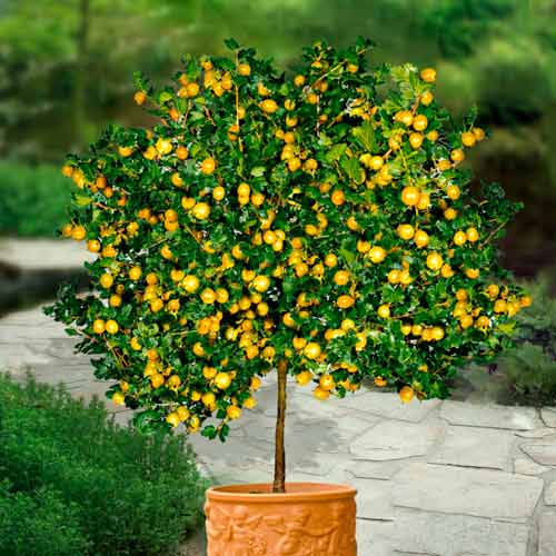 Agriș galben pe tulpină Hinnonmaki Yellow imagine 1 articol 8006