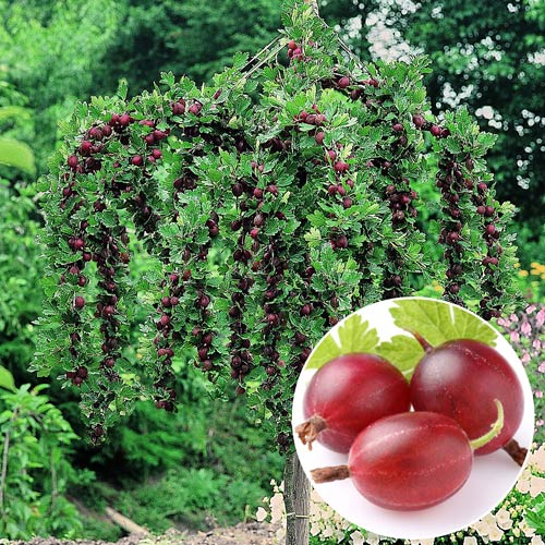 Agriș pe tulpină înaltă Kamieniar imagine 1 articol 9041_1