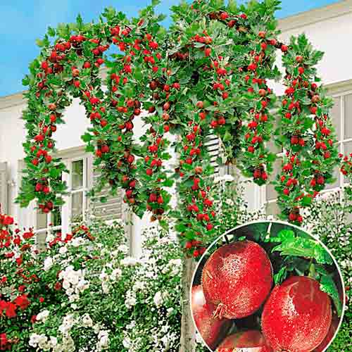 Agriș roșu pe tulpină Red Triumph imagine 1 articol 8004