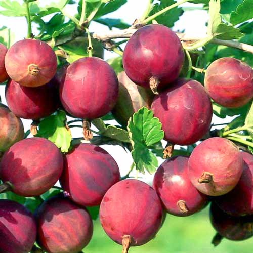 Agriș roșu Delicios imagine 1 articol 7592