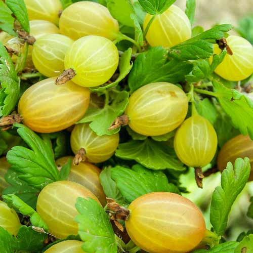 Agriș Tatjana imagine 1 articol 7649