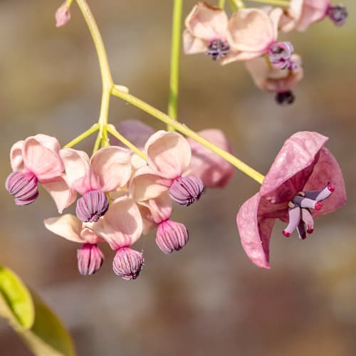 Akebia cu cinci frunze Silver Bell's, С2 imagine 1 articol 5451