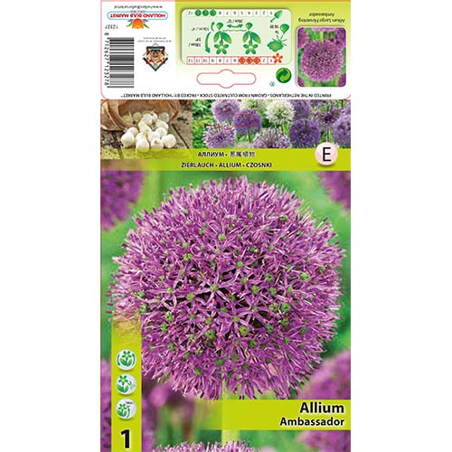 Allium Ambassador imagine 1 articol 68912