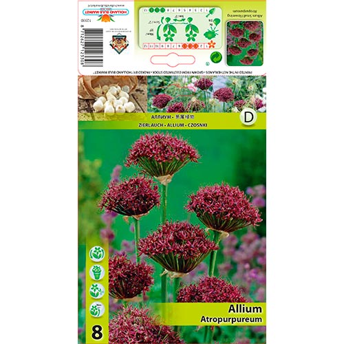 Allium Atropurpureum articol fotografie 1 Allium Atropurpureum imagine 1 articol 68053