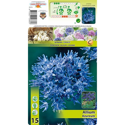 Allium Azureum imagine 1 articol 67570