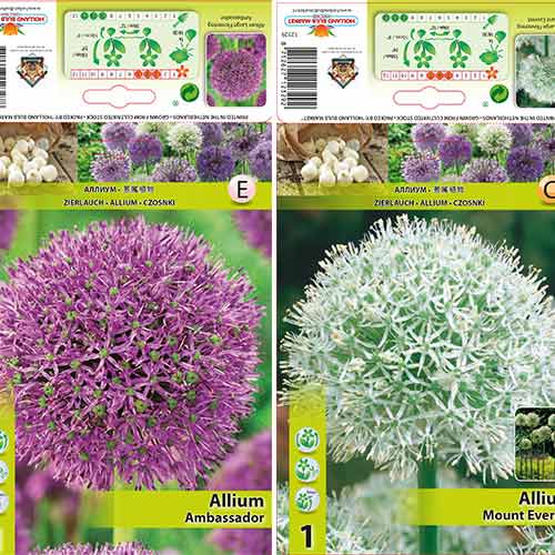 Ofertă specială! Allium gigant, set de 2 bulbi imagine 1 articol 70318