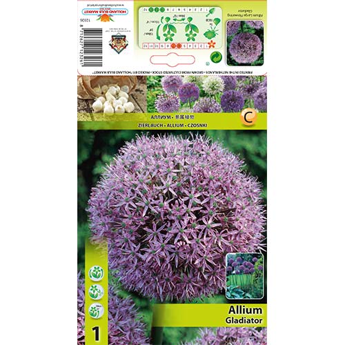 Allium Gladiator articol fotografie 1 Allium Gladiator imagine 1 articol 67296
