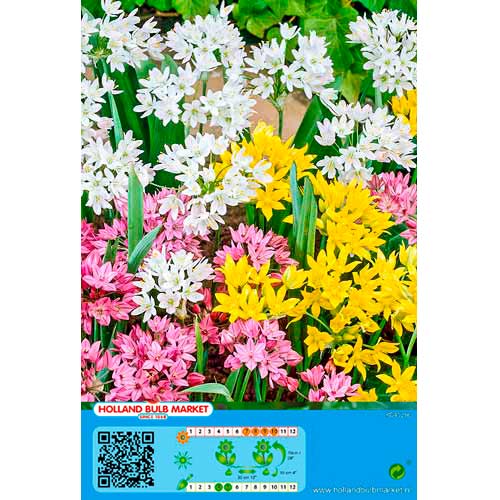 Allium mix multicolor imagine 1 articol 76370