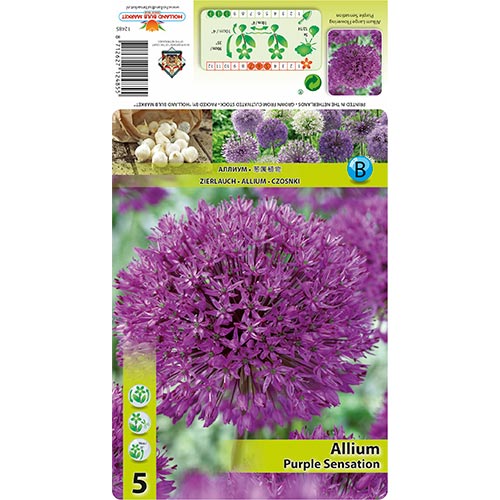 Allium Purple Sensation imagine 1 articol 67301